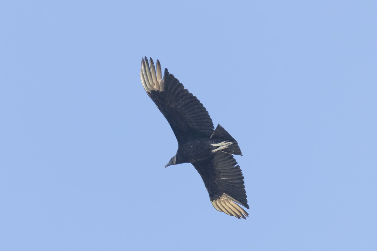 Black Vulture - ML343055921