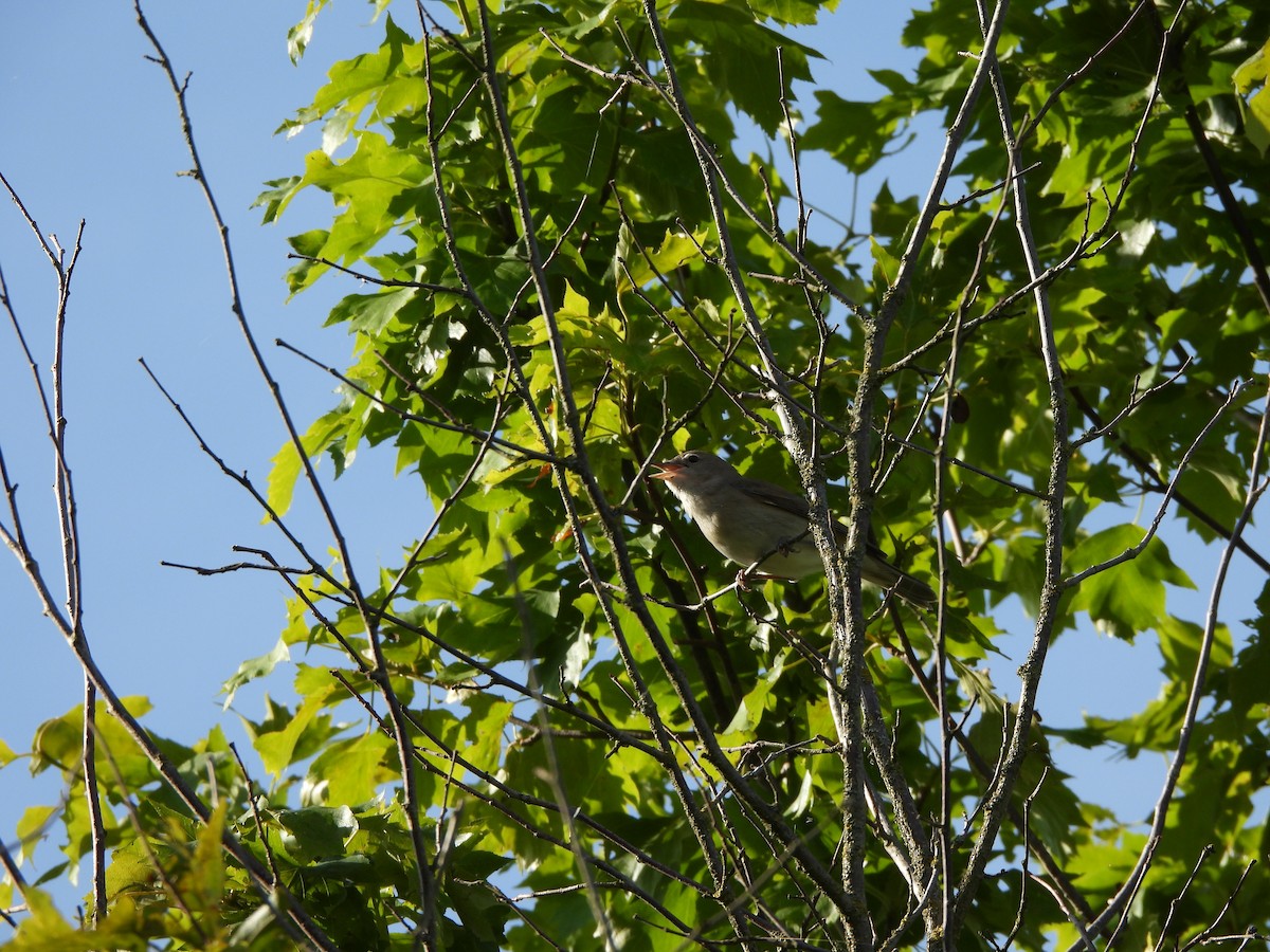 ニワムシクイ - ML343056261