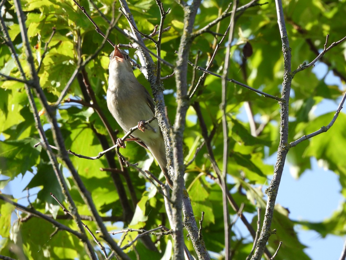 ニワムシクイ - ML343056271