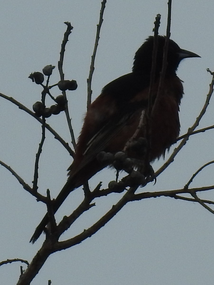 Orchard Oriole - ML343056991