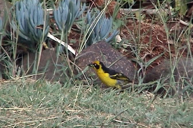 Baglafecht Weaver (Reichenow's) - ML343057871