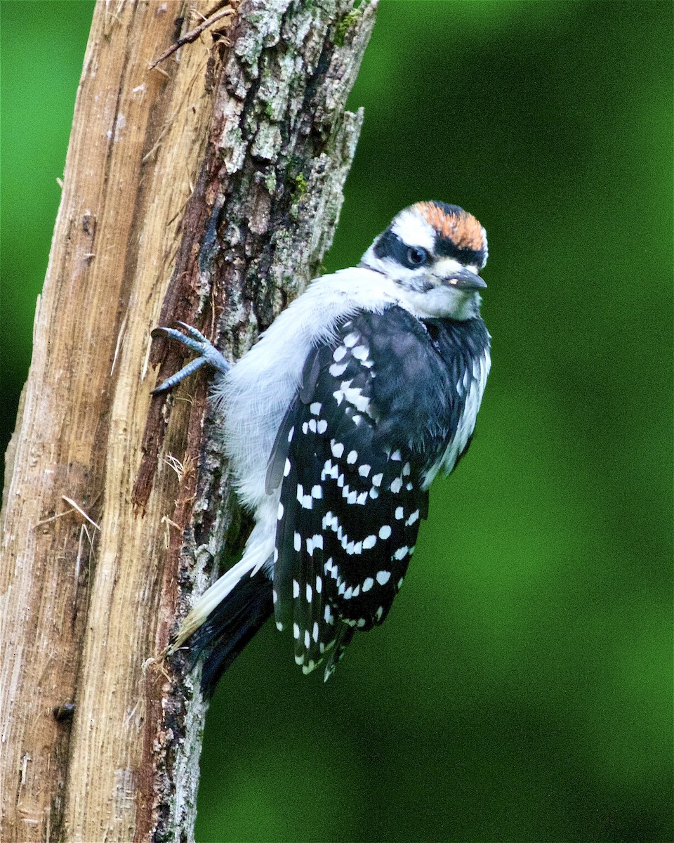 Hairy Woodpecker - ML343058151