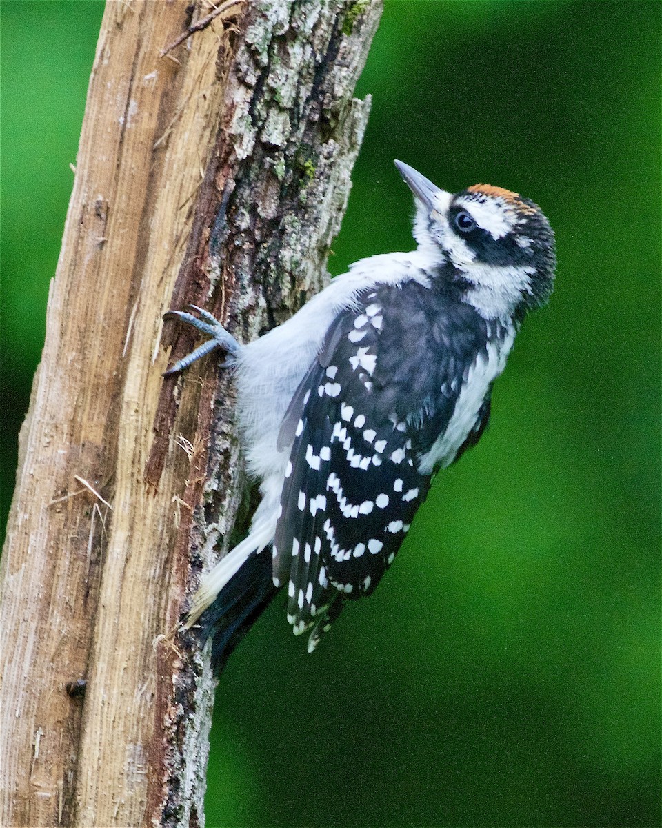 Hairy Woodpecker - ML343058311