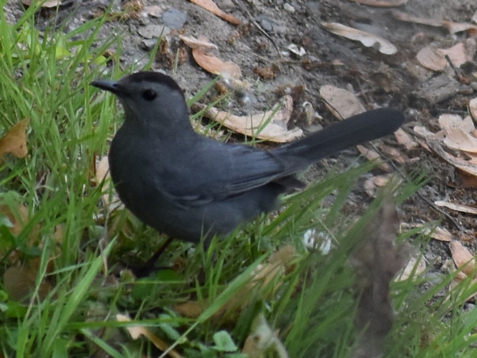 Gray Catbird - ML343059691