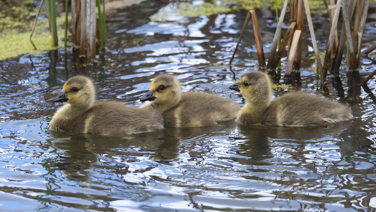 Canada Goose - James Livaudais