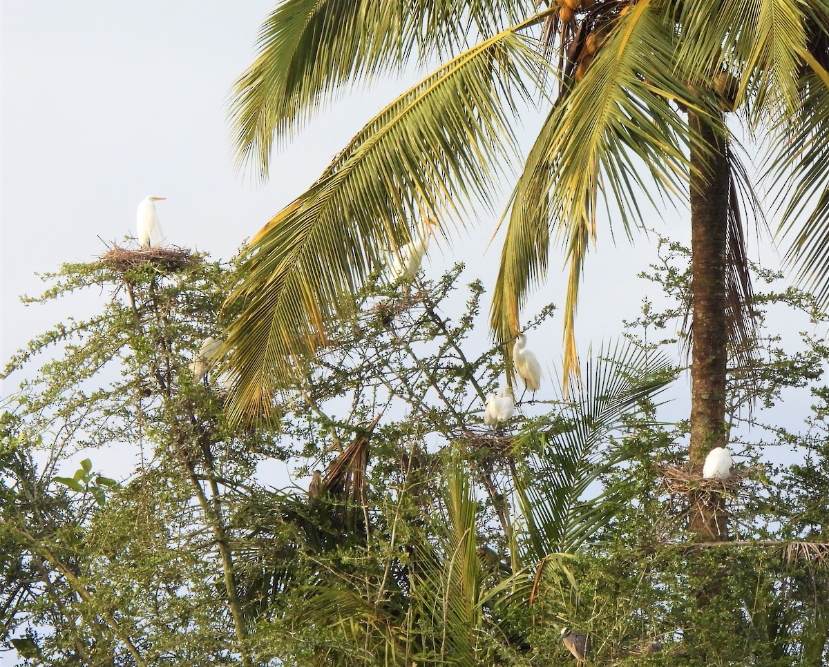 Great Egret - ML343063101