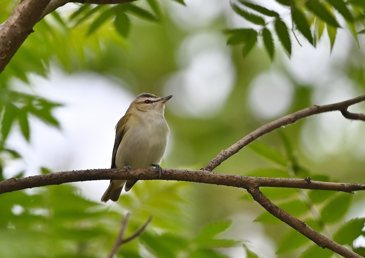 Red-eyed Vireo - André Lanouette