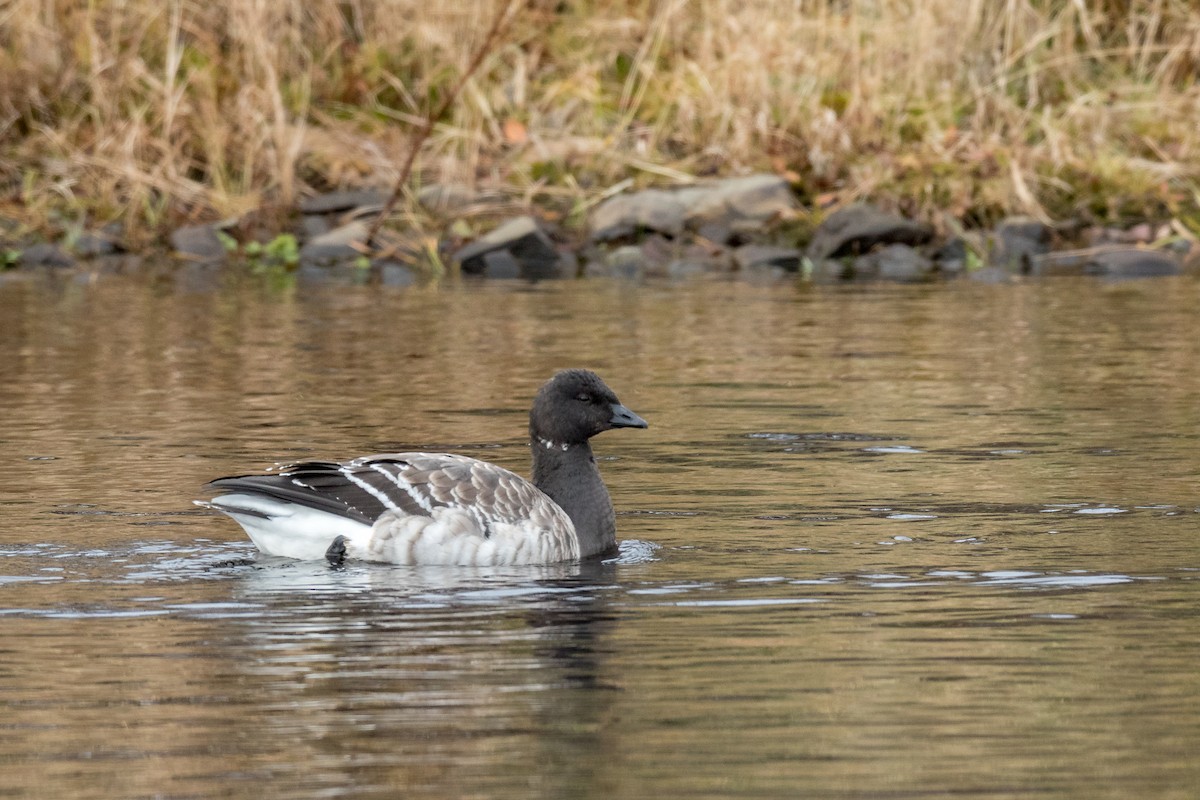 Barnacla Carinegra - ML343063301