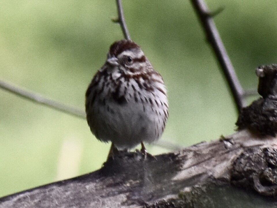 Song Sparrow - ML343063671