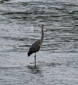 Great Blue Heron - ML343063731