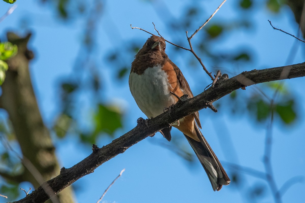 Eastern Towhee - ML343070191