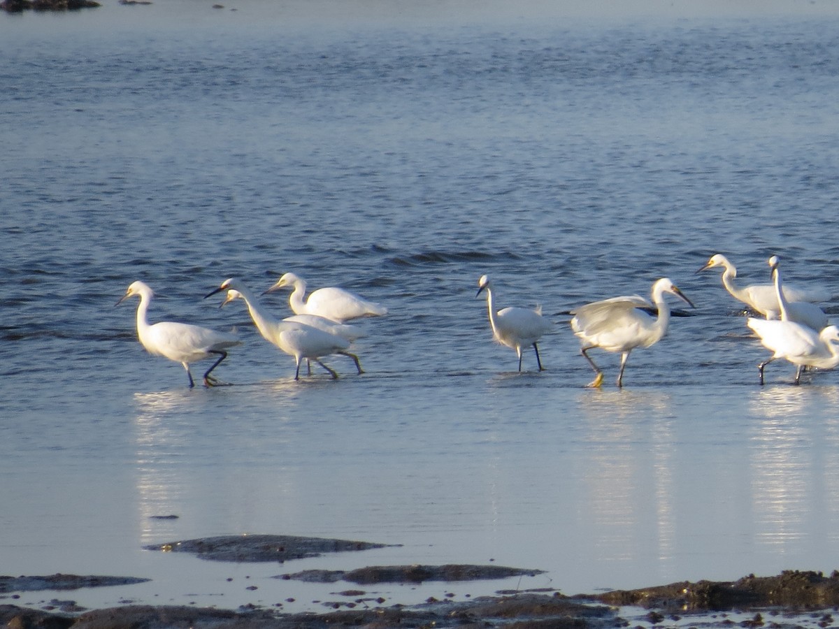 Snowy Egret - ML34307031