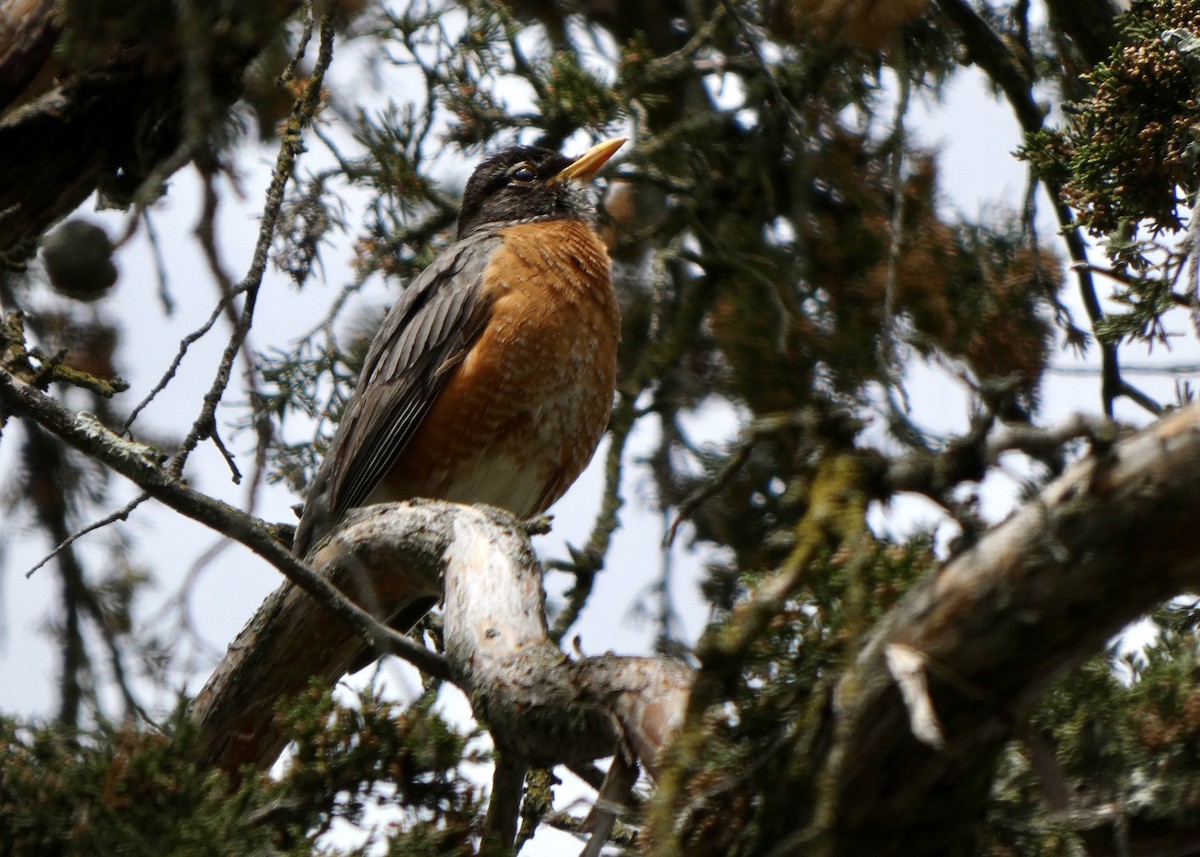 American Robin - ML343070441