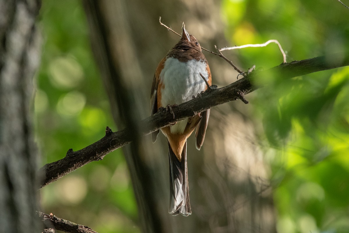 Eastern Towhee - ML343070461