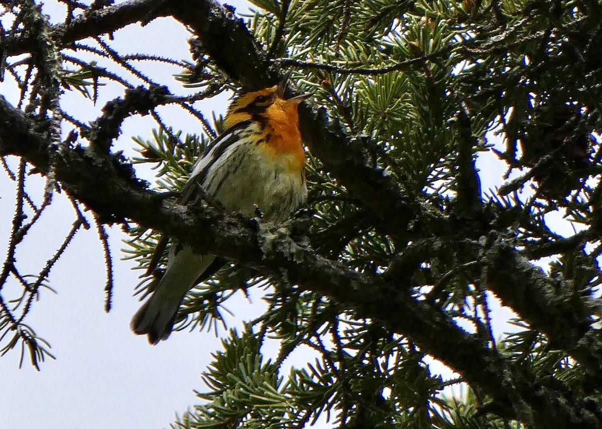 Blackburnian Warbler - ML343070491