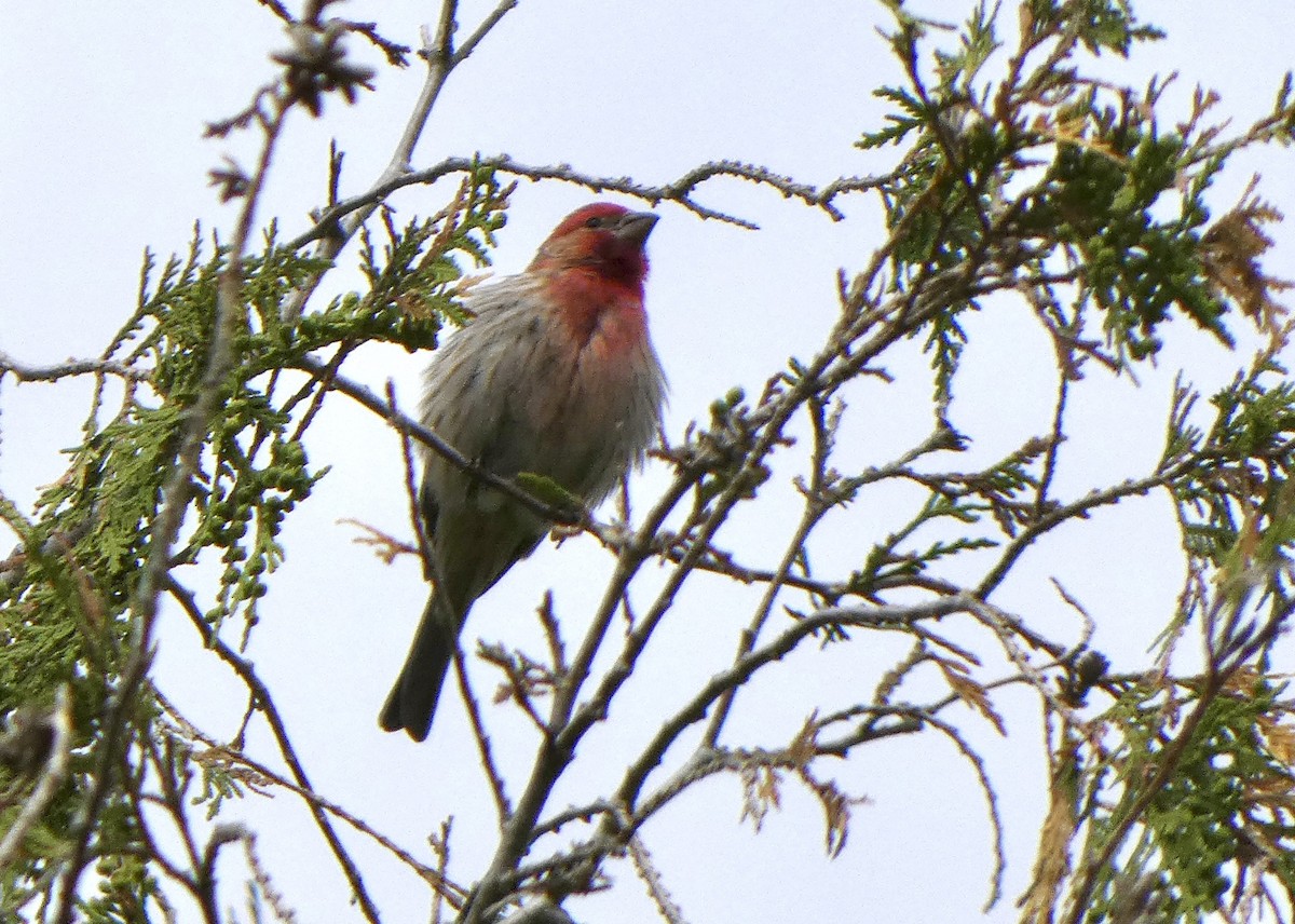 House Finch - Jon D. Erickson