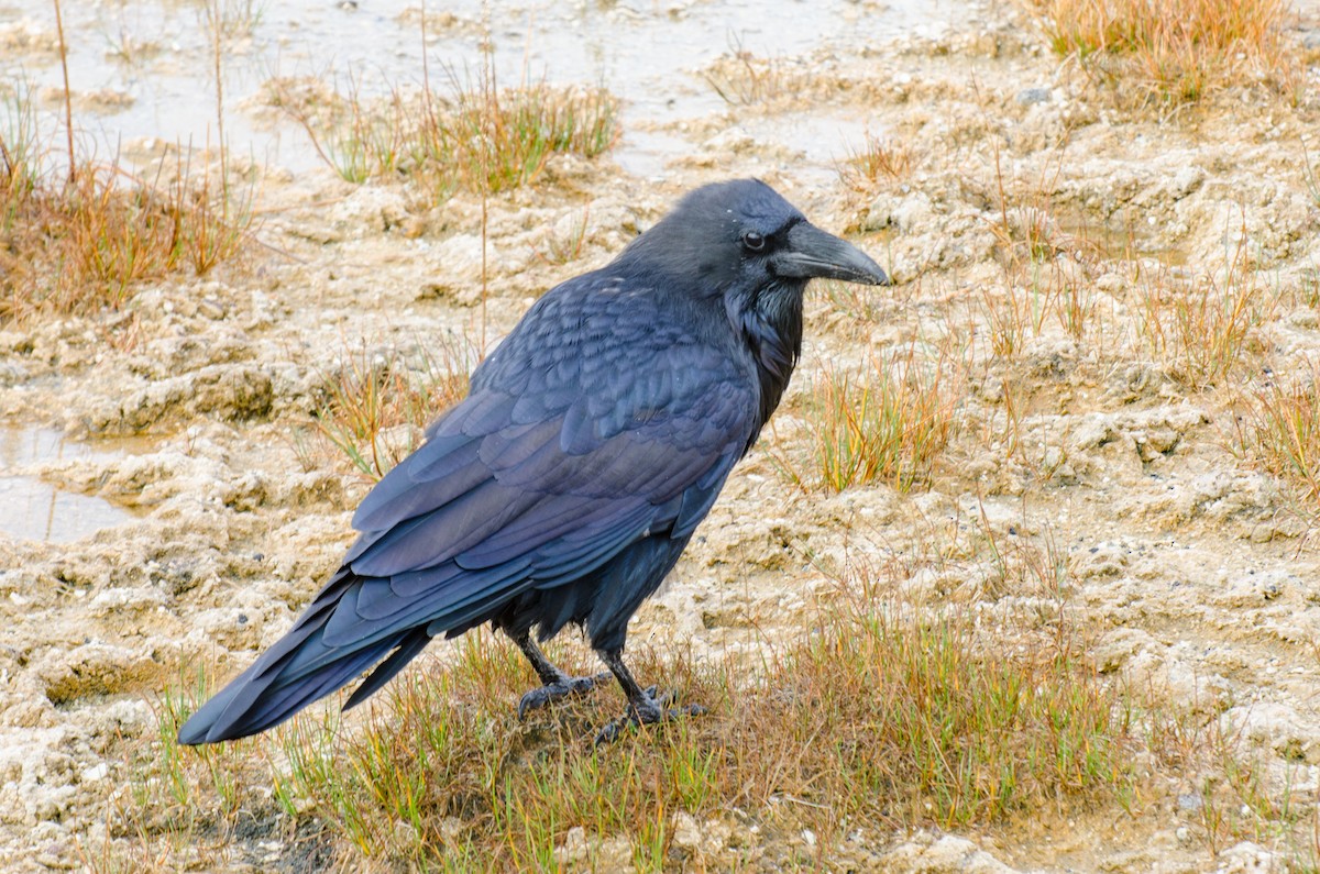 Common Raven - Jeff Langford