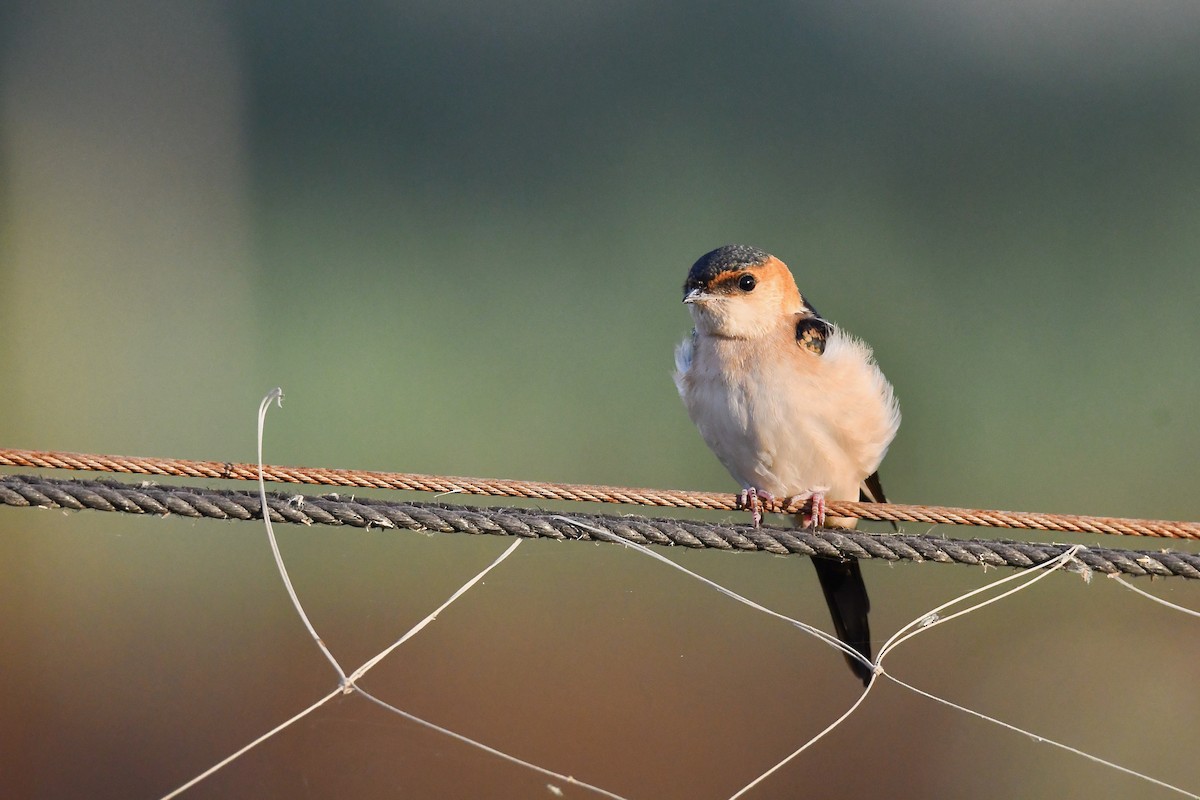 Red-rumped Swallow - ML343072691
