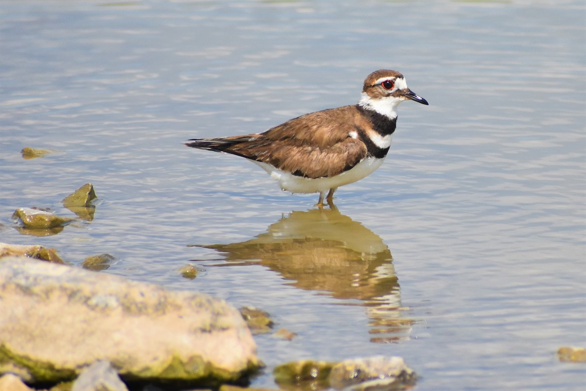 Killdeer - Mark Greene