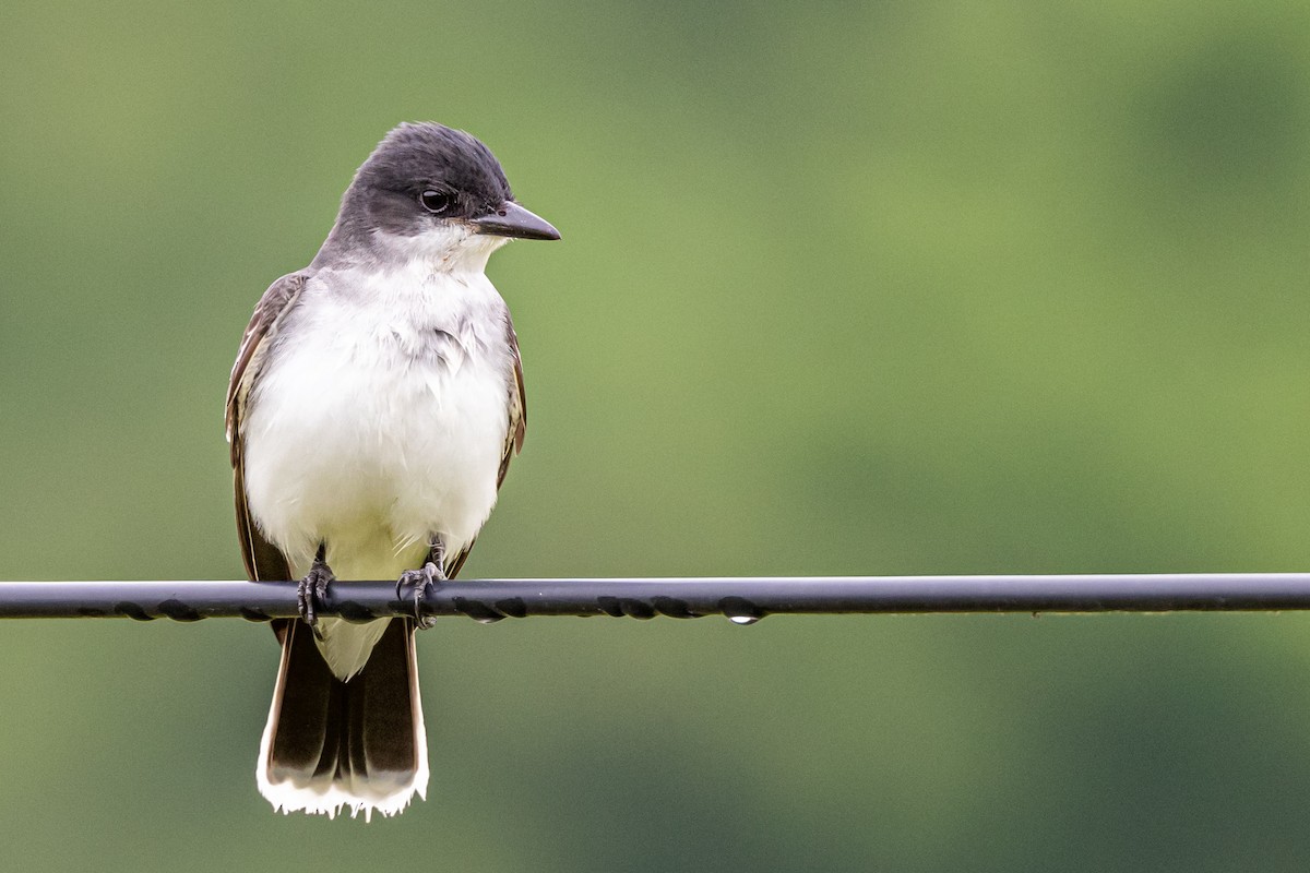 Eastern Kingbird - ML343074271