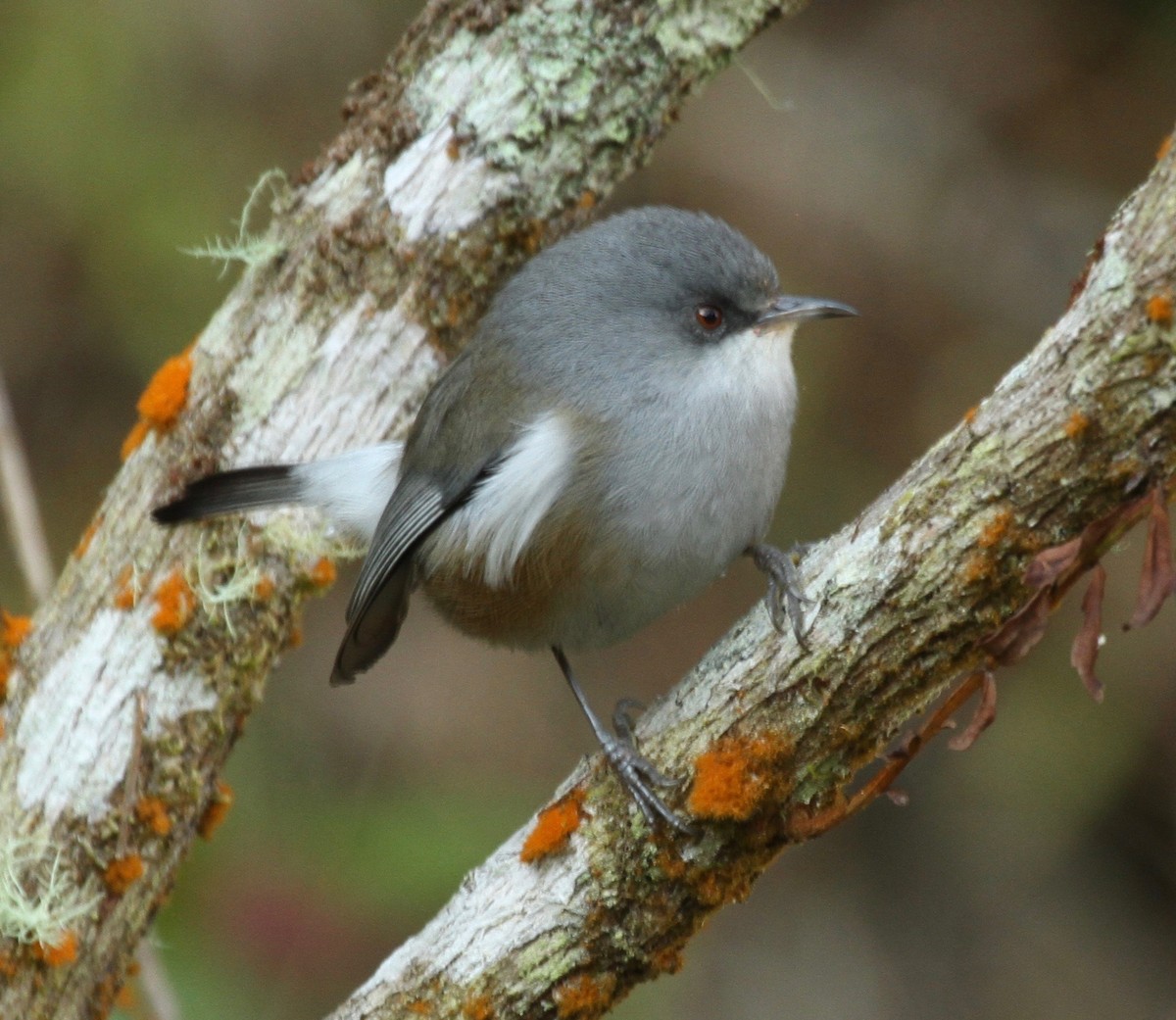 Reunion Gray White-eye - ML343074531