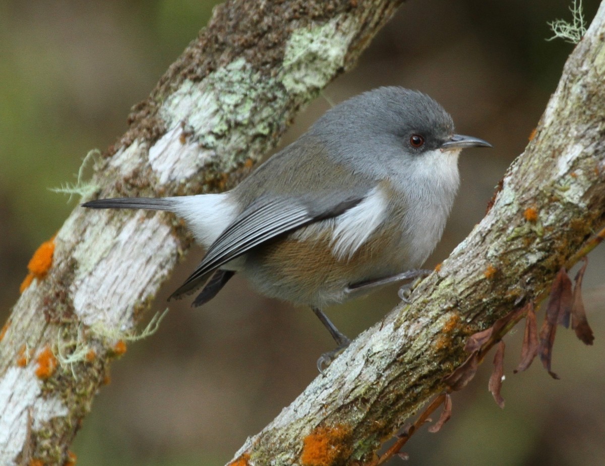 Reunion Gray White-eye - ML343074561