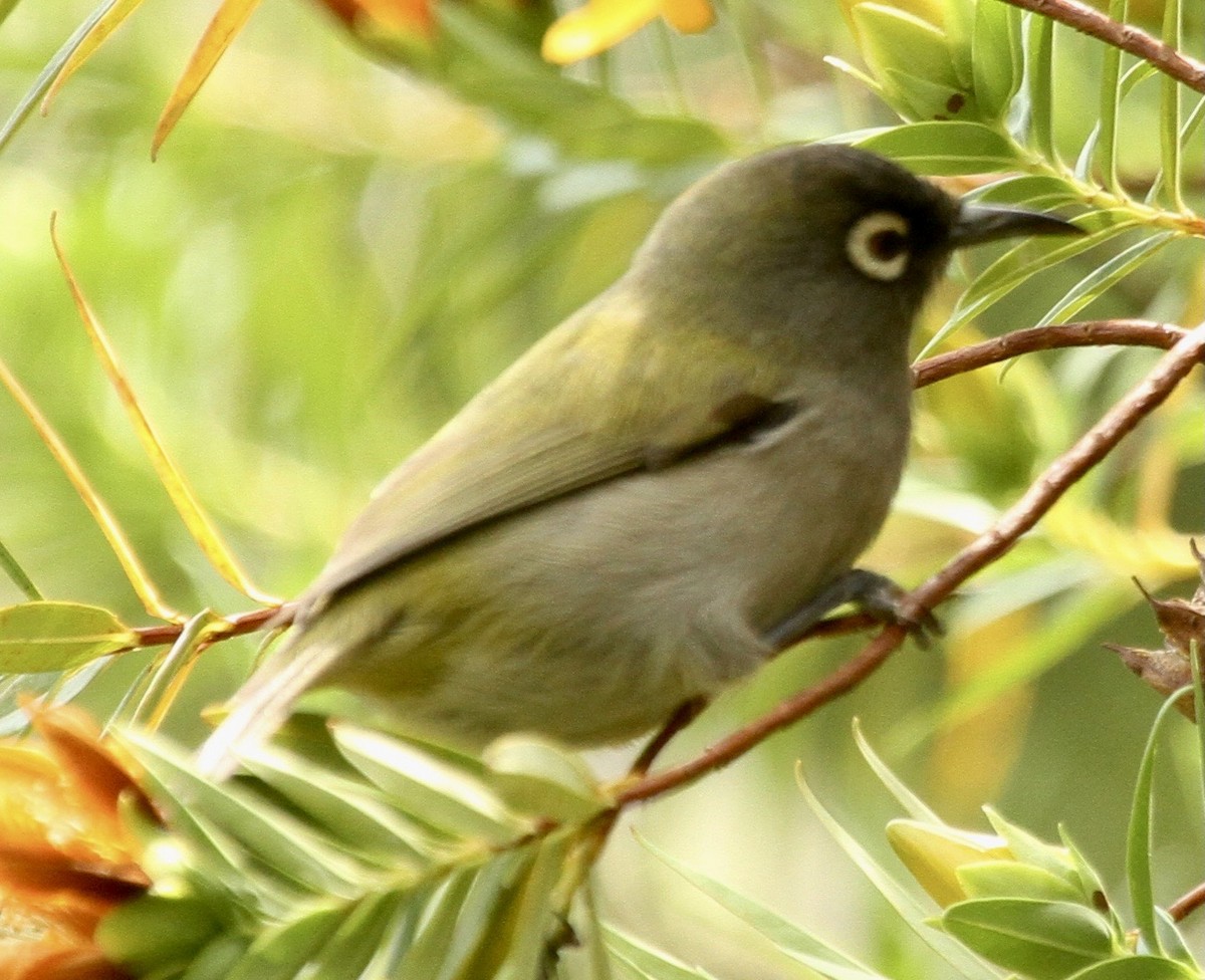 Reunion White-eye - ML343075731