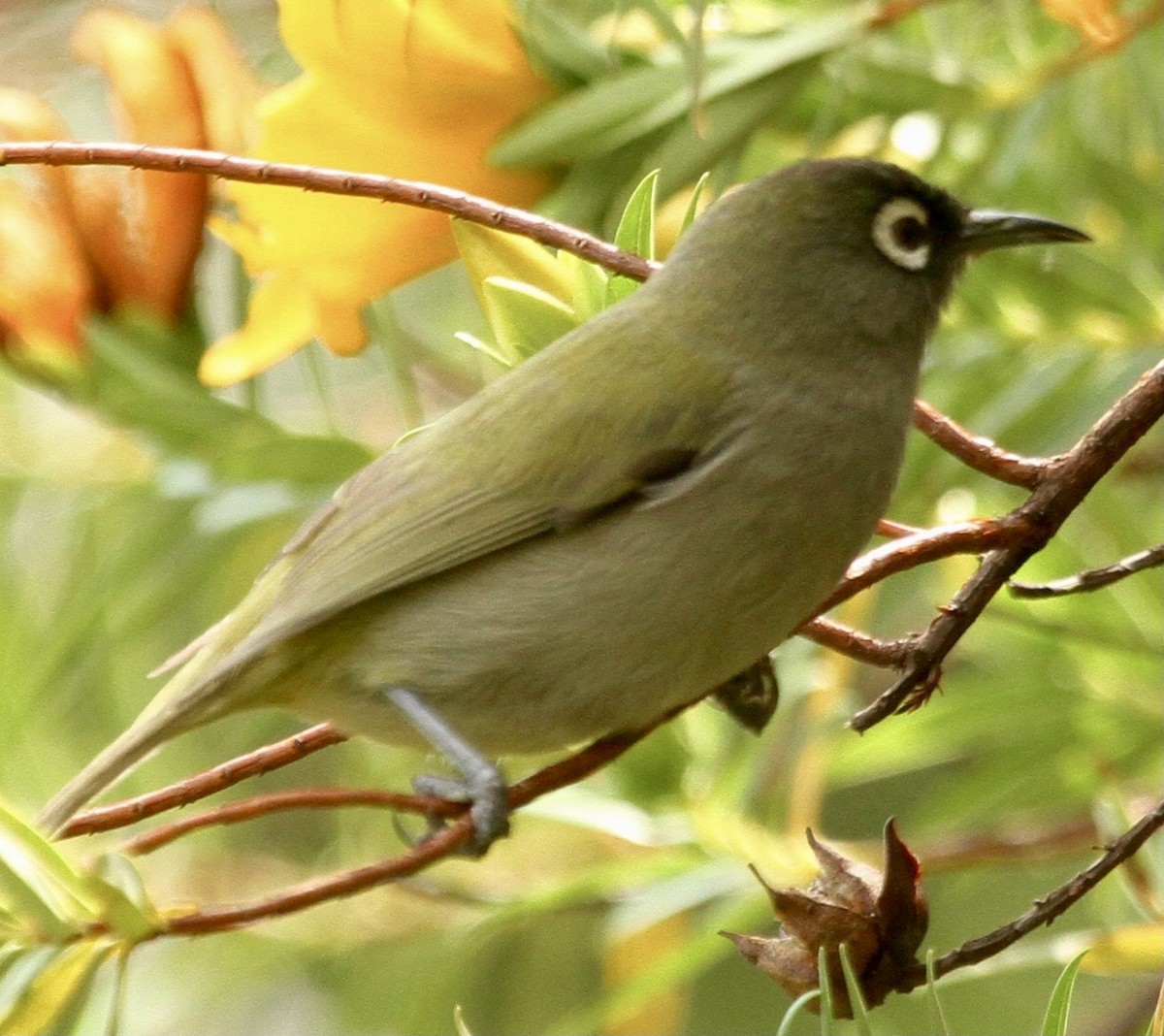 Reunion White-eye - ML343075741