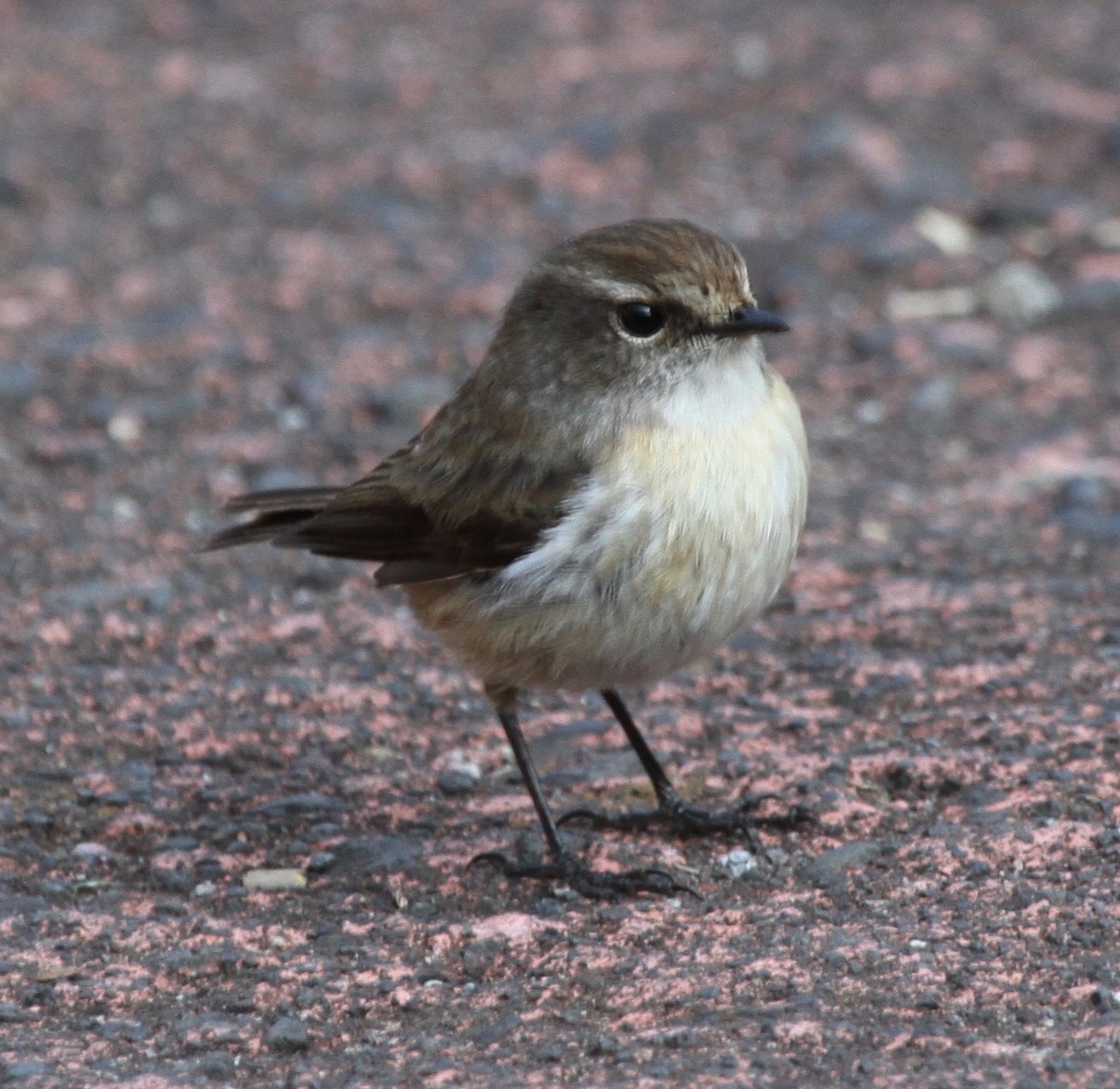 Reunion Stonechat - ML343075861