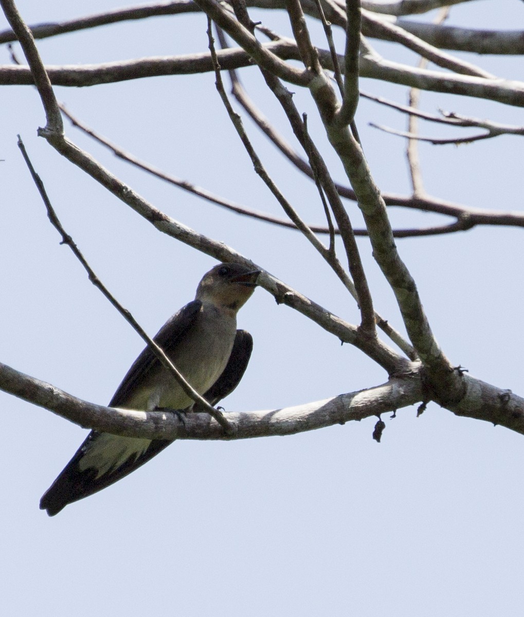 Southern Rough-winged Swallow - Neil Dowling