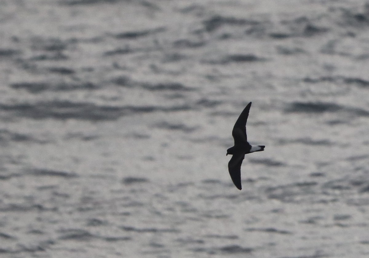 Wedge-rumped Storm-Petrel - ML343076621