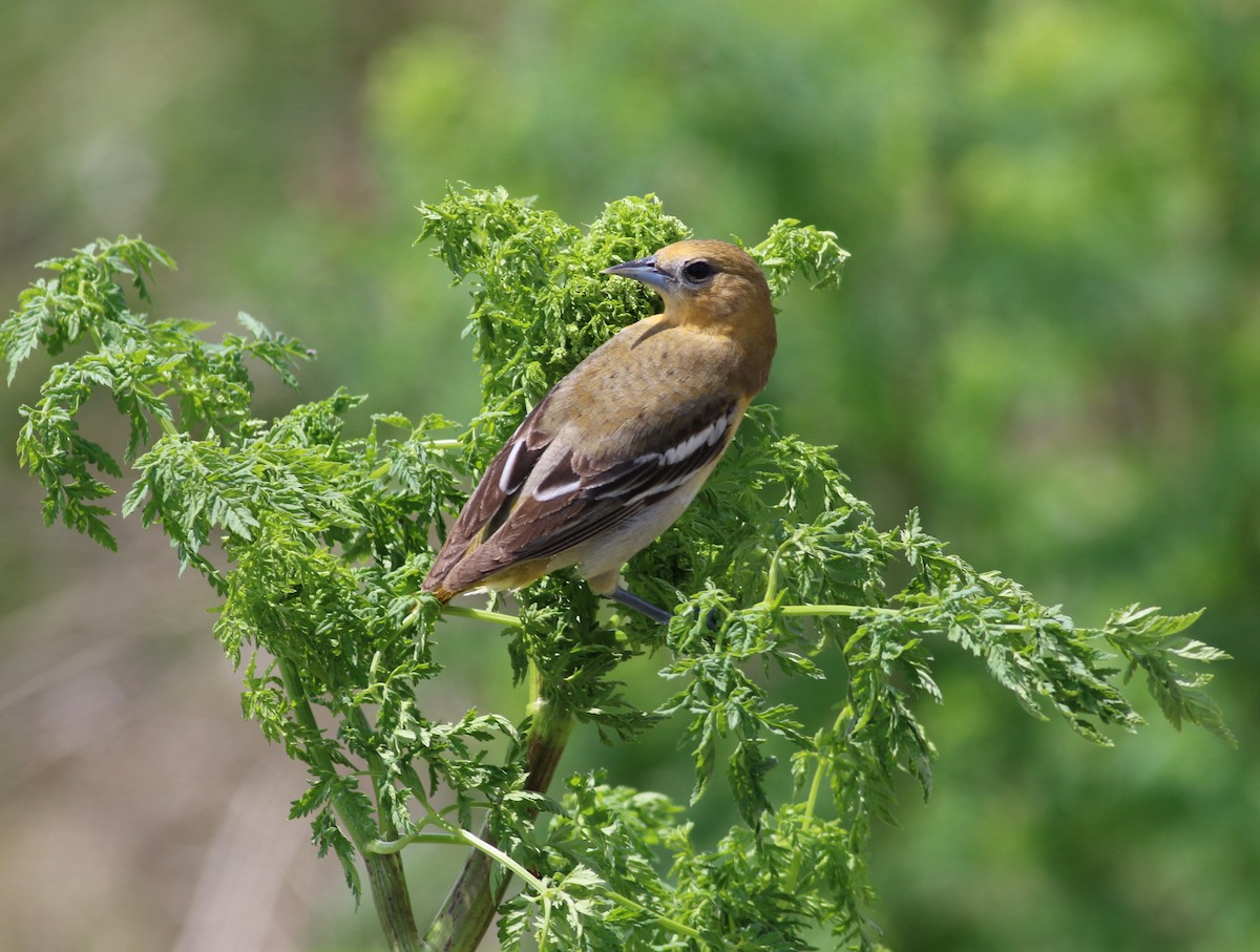 Baltimore Oriole - ML343076691