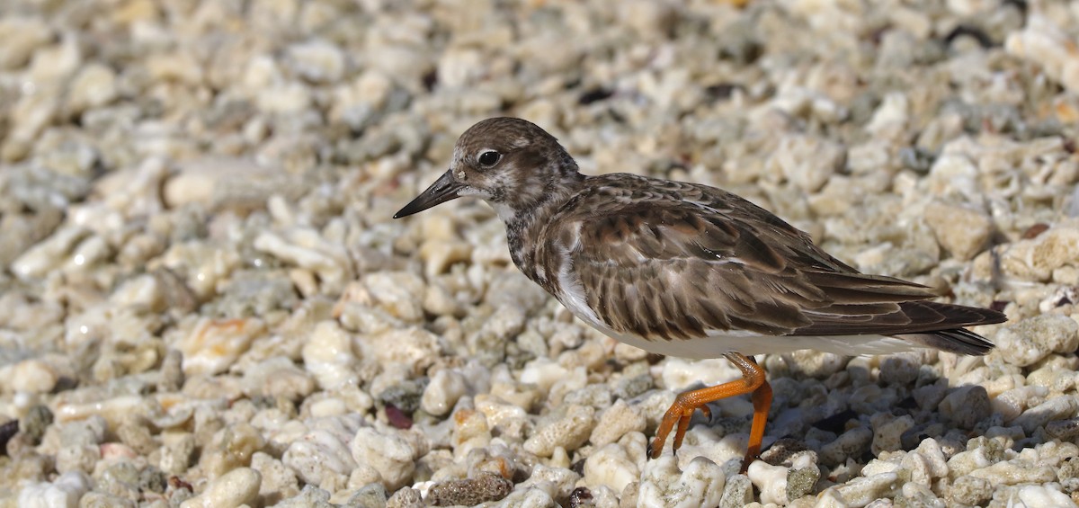 Ruddy Turnstone - ML343076781