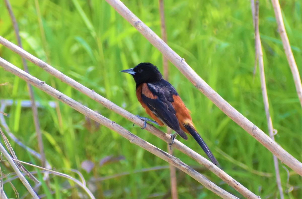 Orchard Oriole - Mark Greene