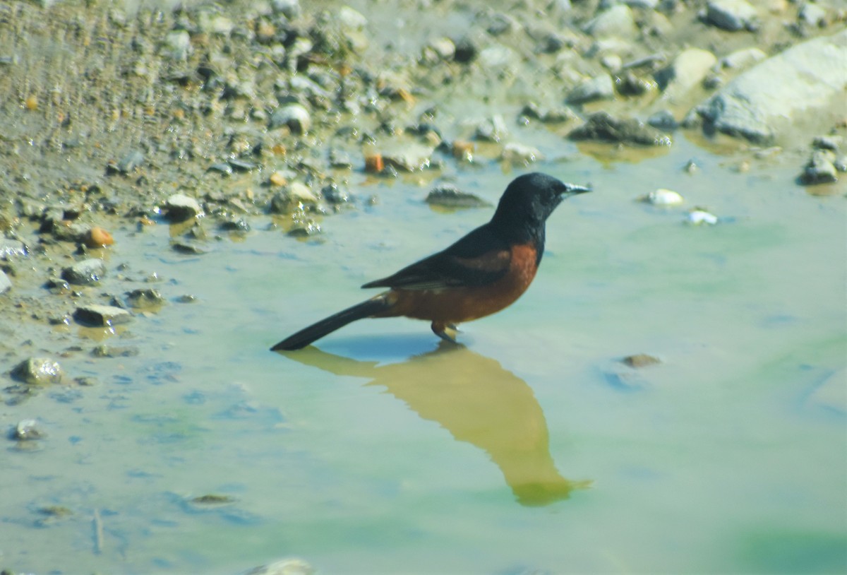 Orchard Oriole - Mark Greene