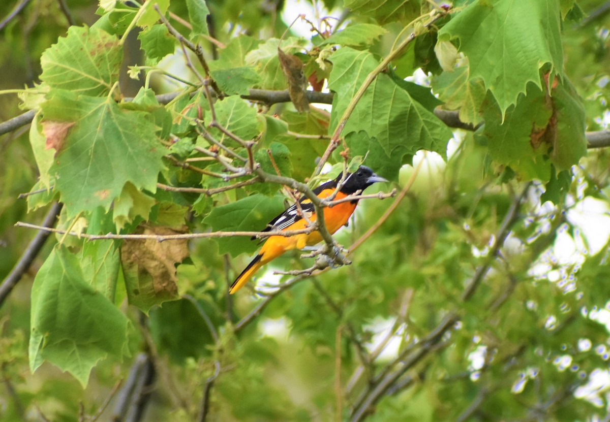 Baltimore Oriole - Mark Greene