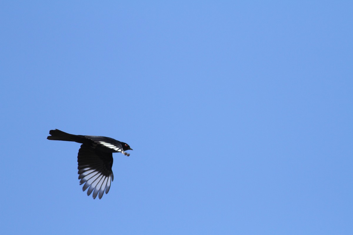 Phainopepla - Ryan Terrill