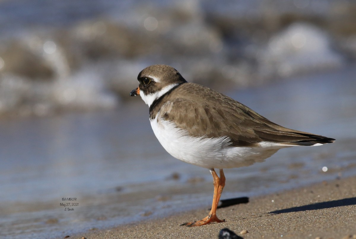 Semipalmated Plover - ML343080811