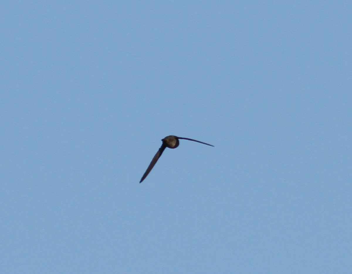 Chimney Swift - ML343081201