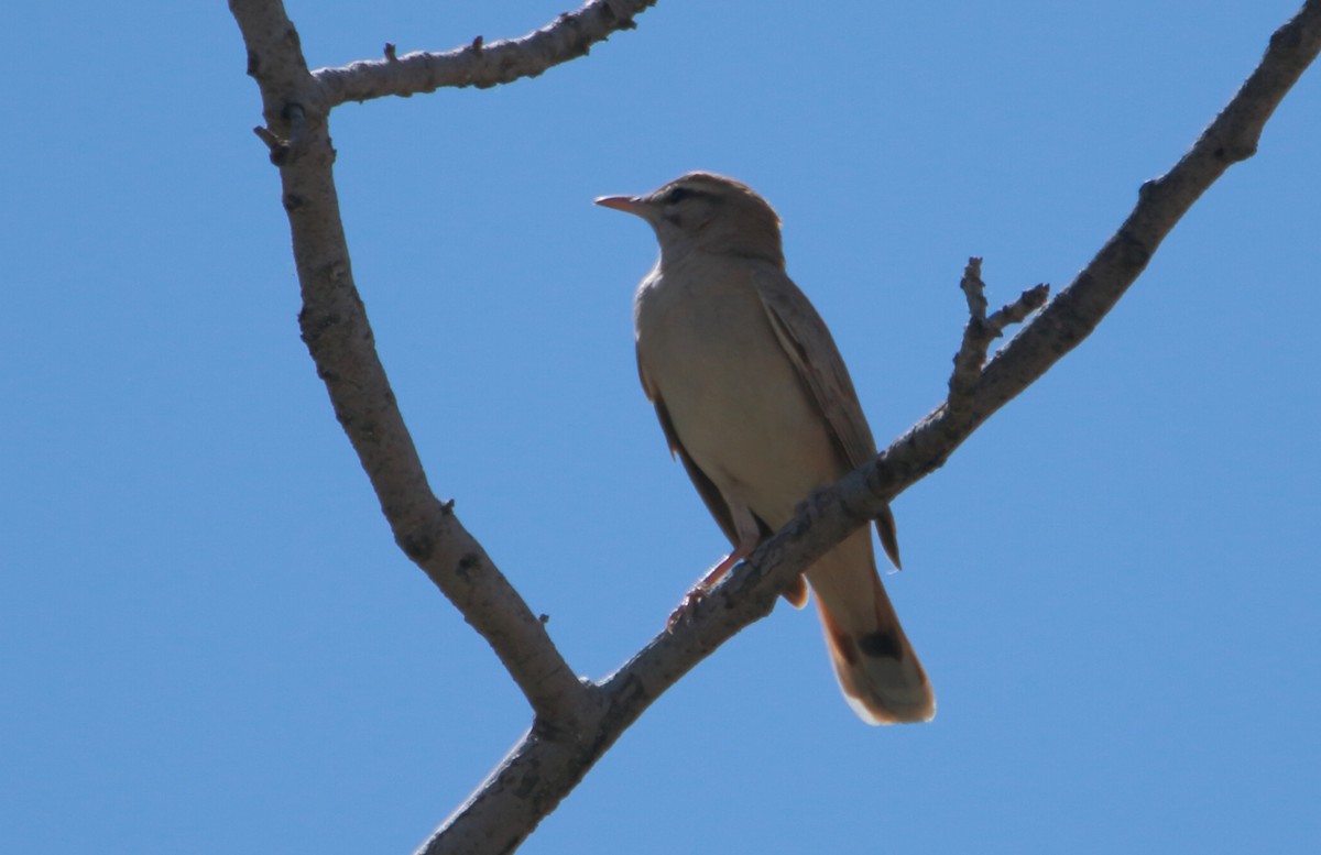 Rufous-tailed Scrub-Robin - Mustafa Yaman