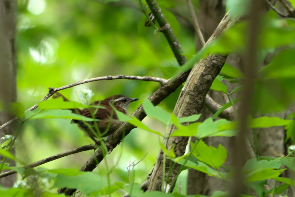 Carolina Wren - ML343081361