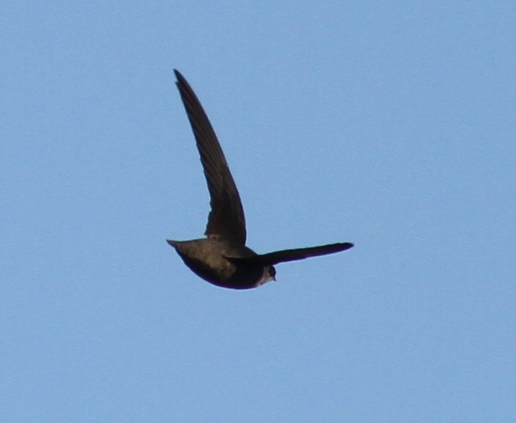 Chimney Swift - ML343081821