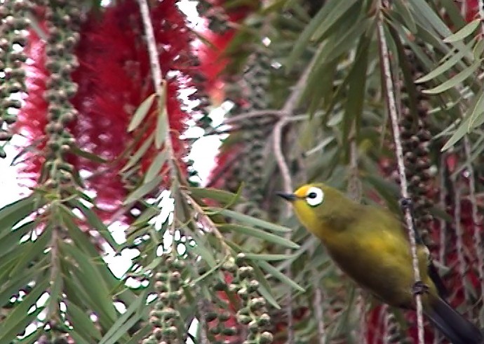 Kikuyu White-eye - ML343081951