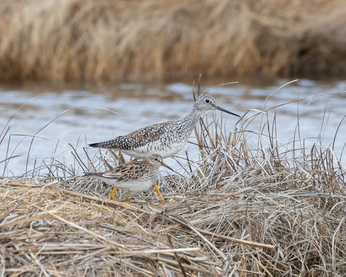 Bécasseau à poitrine cendrée - ML343082681