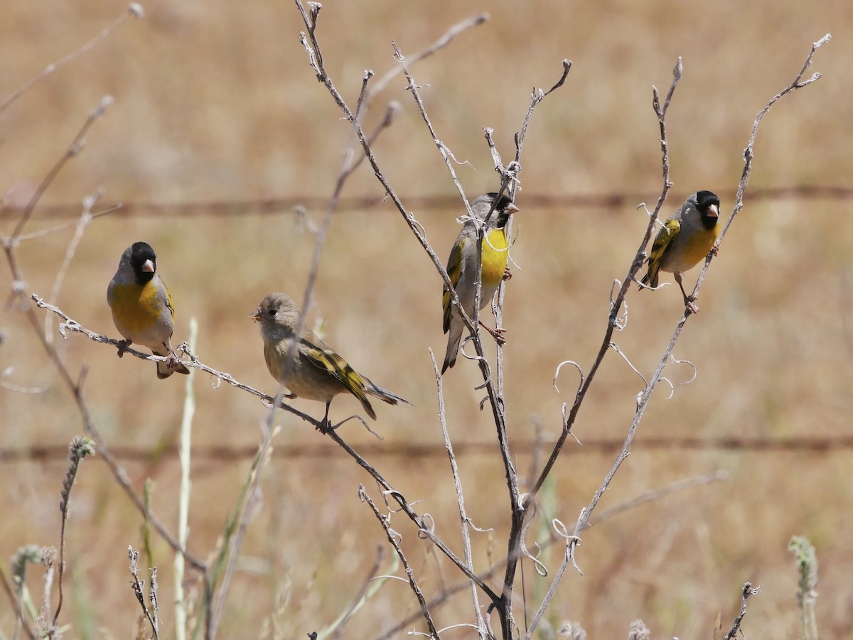Lawrence's Goldfinch - ML343085881