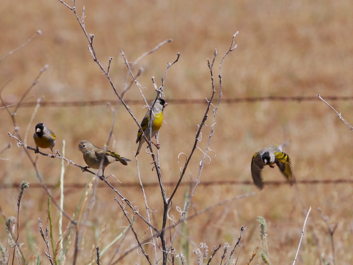 Lawrence's Goldfinch - ML343085891