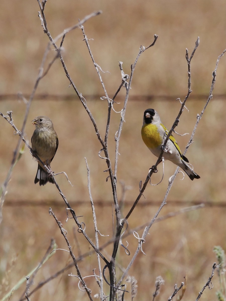 Lawrence's Goldfinch - ML343085901