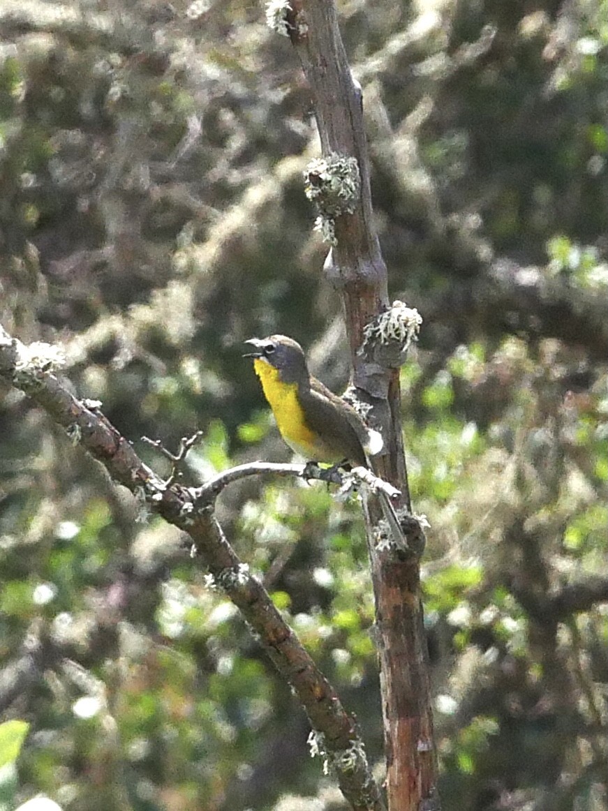 Yellow-breasted Chat - ML343085941