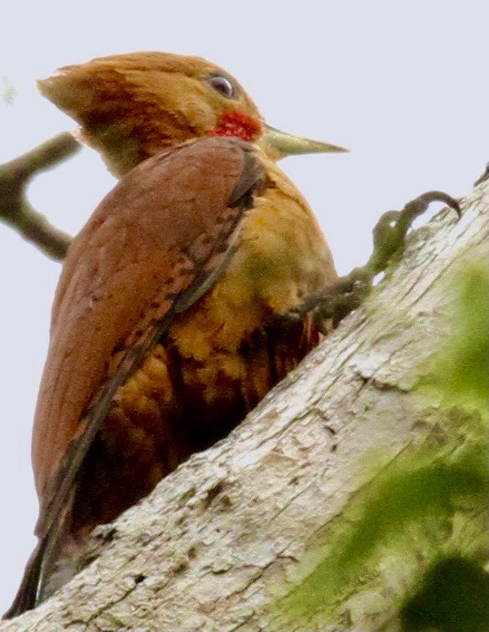 Ringed Woodpecker - Connie Lintz