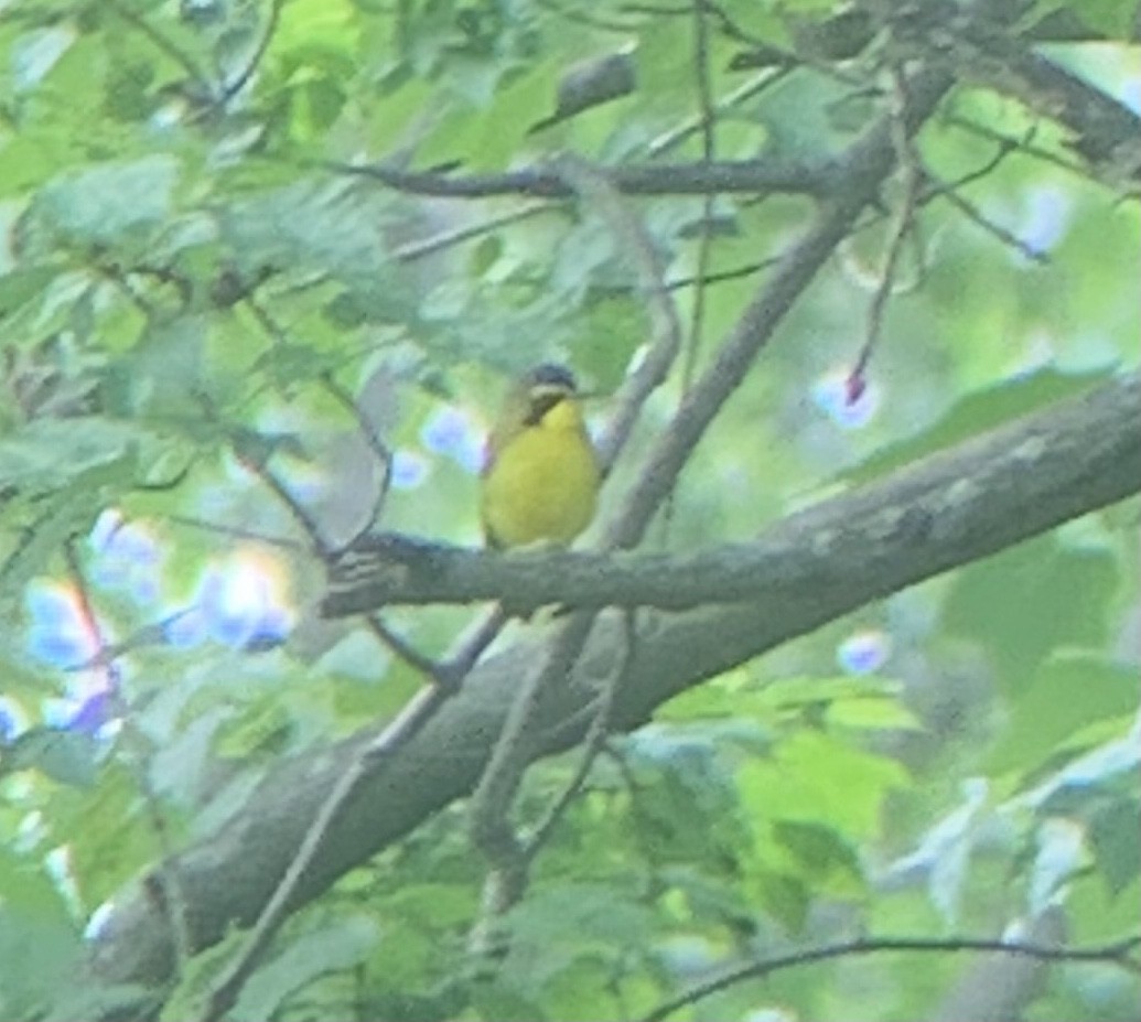 Kentucky Warbler - ♏️ ©️ (Mihai F. Chitulescu)